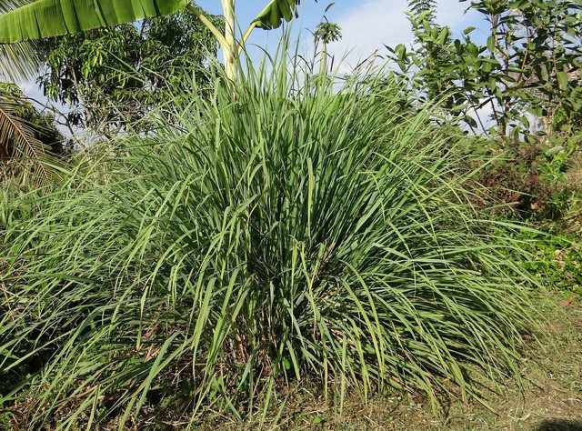 Planting lemongrass is a great way to repel mosquitoes naturally.