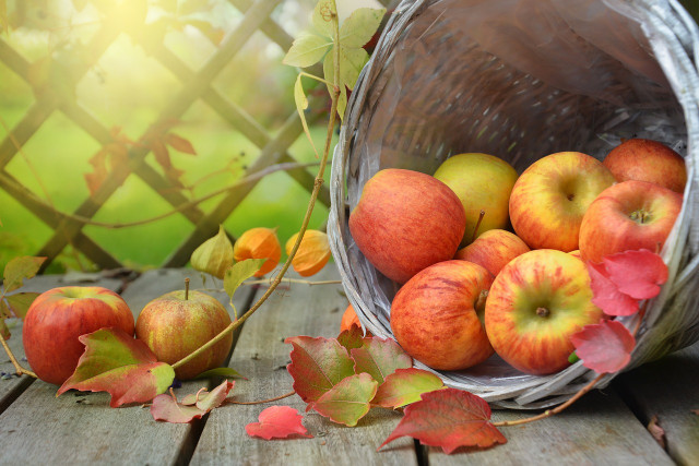 Apple picking is a great fall activity and will make your apple pie or apple crumble taste even better.
