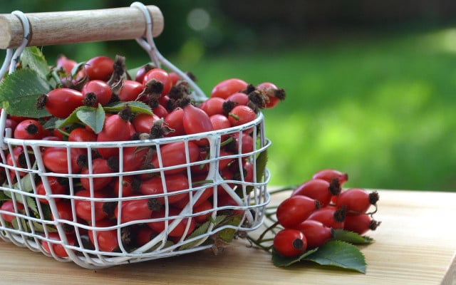 harvesting rose hips