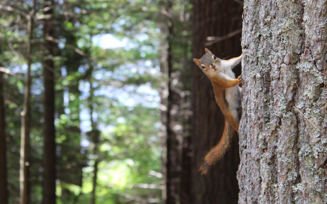 tree squirrel food