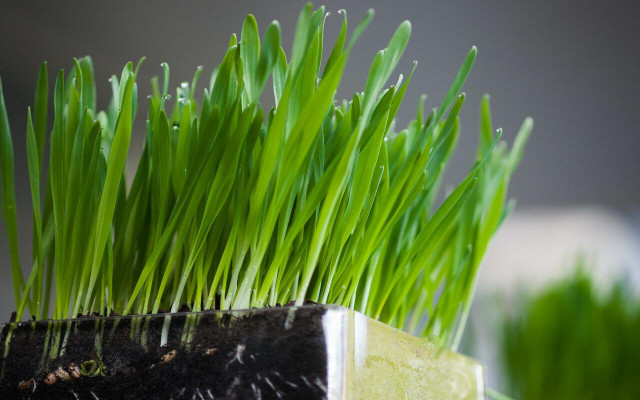 Wheatgrass has a load of health benefits when you incorporate it into your diet. 