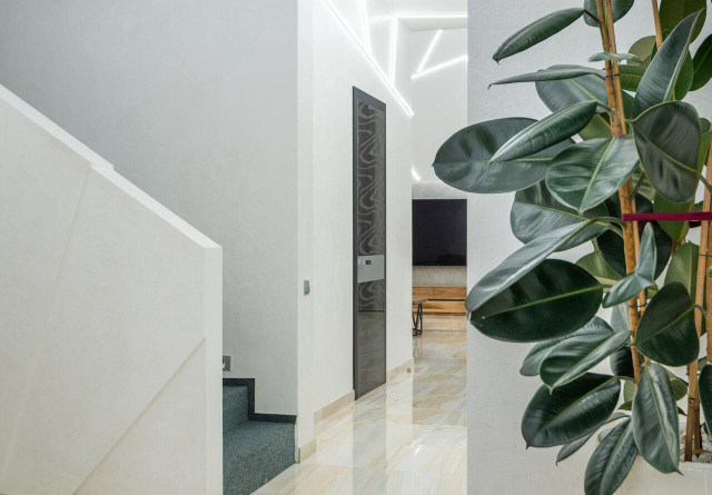 Ficus elastica thrives in both home and office environments.