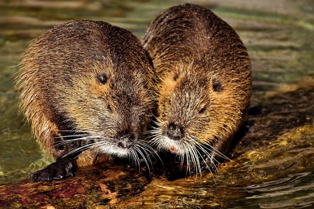 Beavers are usually animals that mate for life and form strong family bonds.
