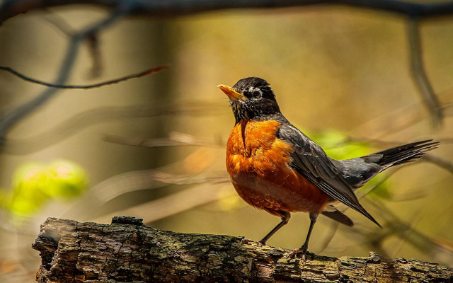 Species of American robins tend to go toward warmer climates in winter.