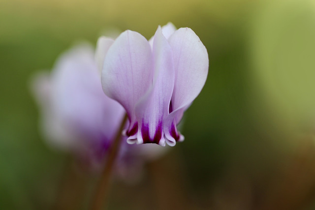 Cyclamen look delicate but will thrive indoors and outdoors.