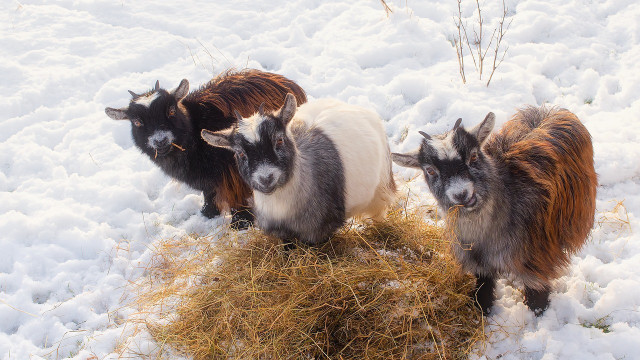 Pygmy goats come in a host of different colors.