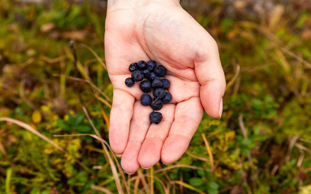 Wild blueberries are more beneficial than their cultivated counterpart. 