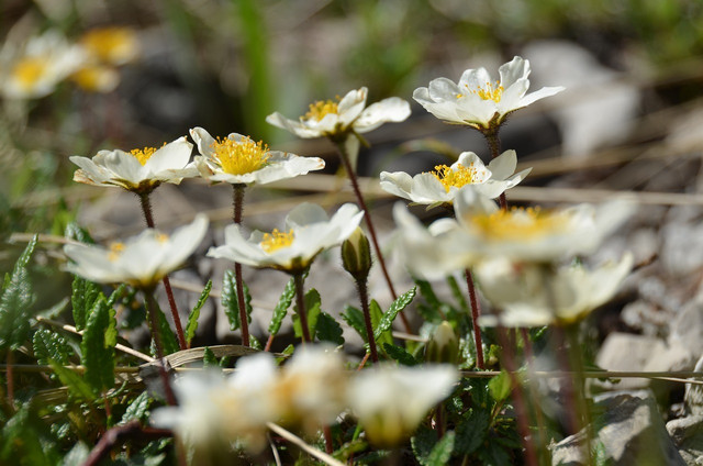 Wood loving white avens have small burrs on their seeds.