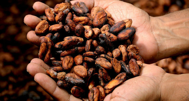 Cocoa butter, a main ingredient in homemade body butter, comes from cocoa beans. 