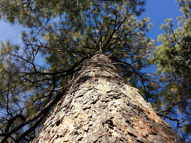 Identify the ponderosa pine by its fragrant butterscotch and vanilla aroma.