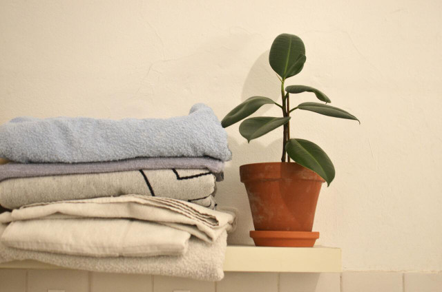 A baby rubber plant is a great addition to a bathroom.