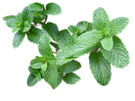 Mint is incredibly effective at deterring mosquitoes.