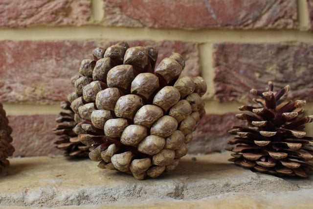 Pinecones are a great way to decorate your home for the holidays.