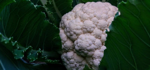 How to plant cauliflower