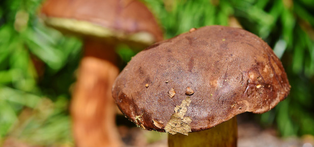 types of lawn mushrooms