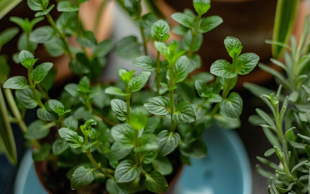 Herbs-us-BonnieKittle-210330-1280x800 Herbs