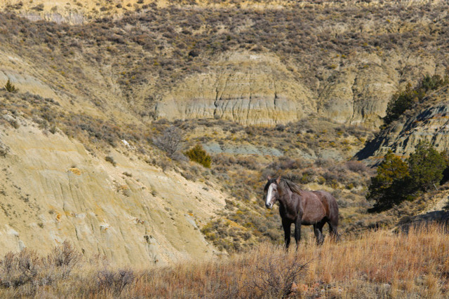 Theodore Roosevelt National Park is home to a variety of wildlife.