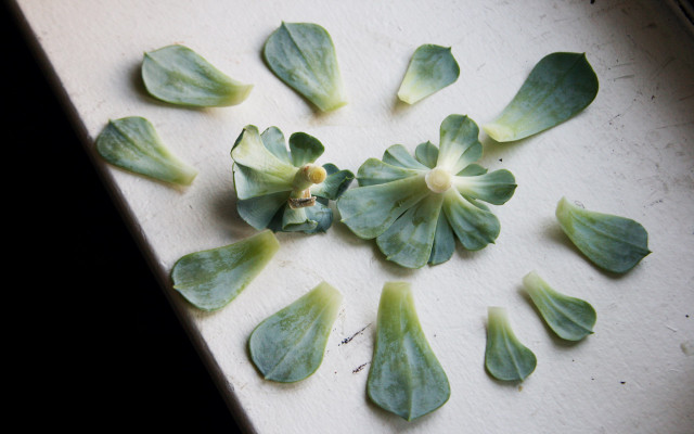 propagating succulent leaves