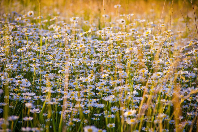 Calm down at night with chamomile as a natural sleep aid.