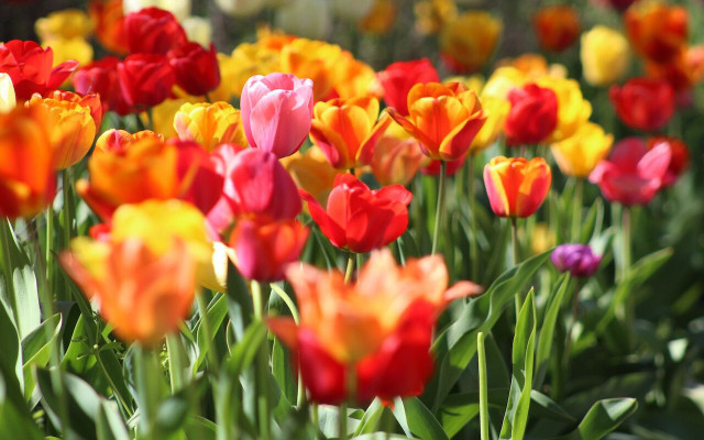 Learn when to plant tulips to enjoy a magical garden scene in the spring.