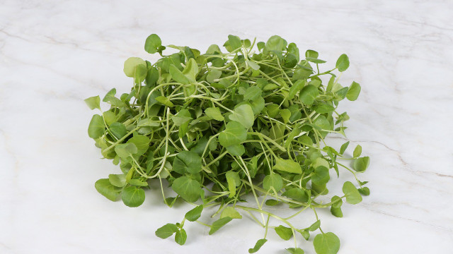 how to grow watercress