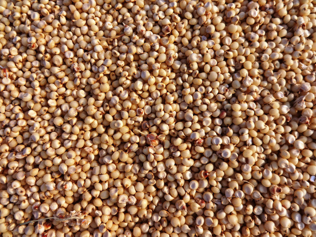 Sorghum is well-known for containing a lot of beneficial antioxidants