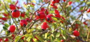 rose hip tea