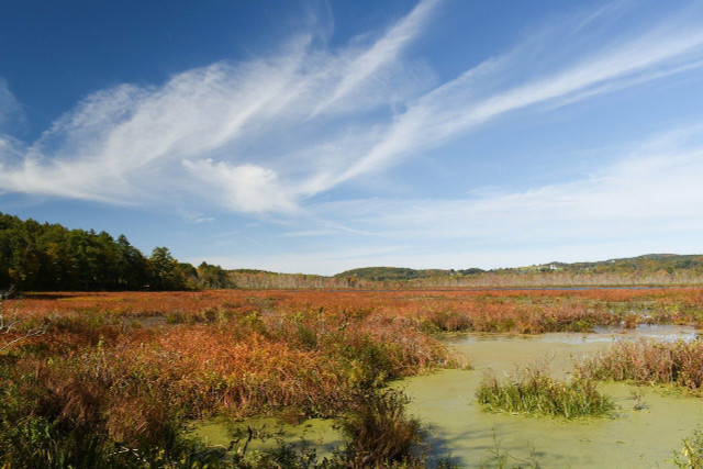 Most peat moss in the USA is mined from remote bogs in Canada.