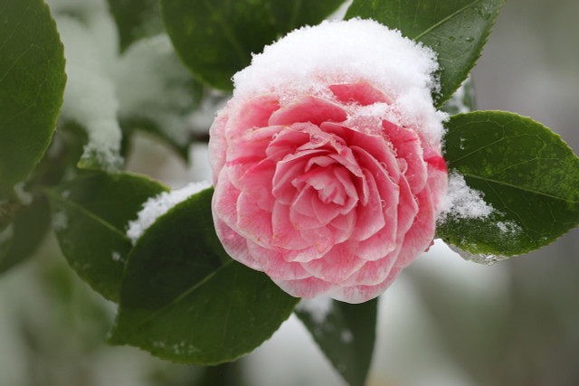 If you love roses, you'll get a kick out of these winter flowering plants.