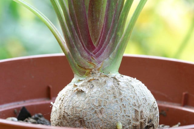 A ponytail palm doesn't need much care, but you should look out for signs of root rot or overfertilization.