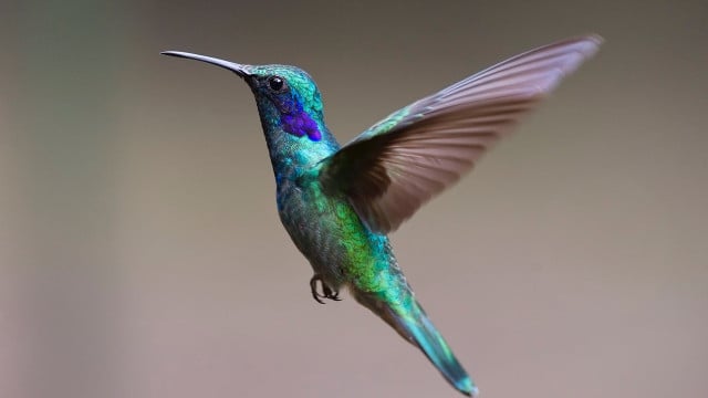 where do hummingbirds go in winter