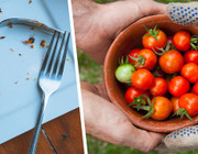 Reducing foods pro tips reduce food waste clean your plate and share