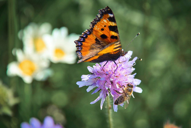 Flowering lawns can provide ample food for pollinators.
