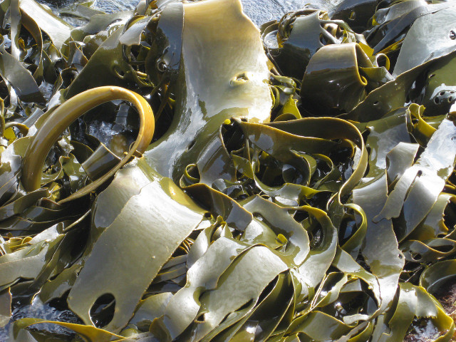 Seaweed may not be perfect, but its disadvantages can still be avoided so this sea-plant can be put to its fullest potential. 