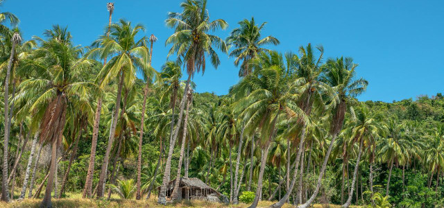 coconut trees vs. palm trees