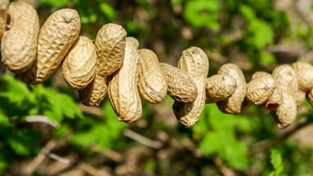 You can easily grow peanut plants at home.