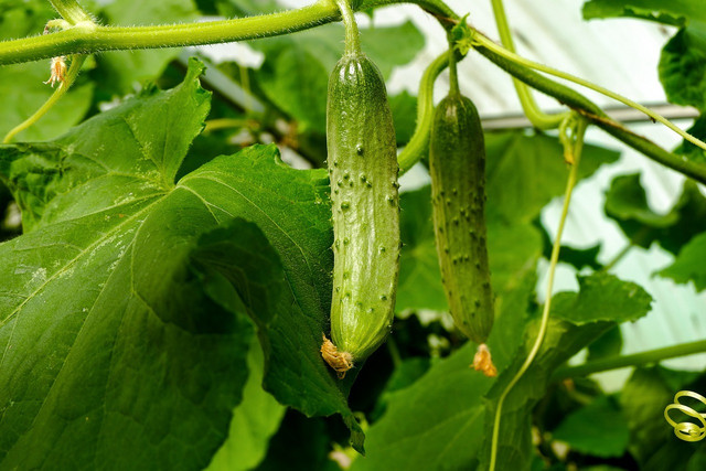 Cucumber grow in abundance from May to November.