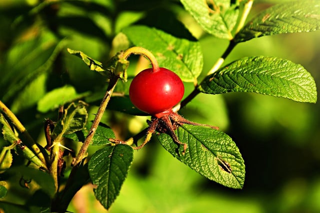 Rose hips are a good source of winter nutrition for humans and wildlife.