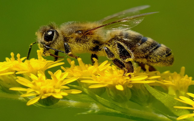 Pollination is an ecological service that all life on Earth depends on. 