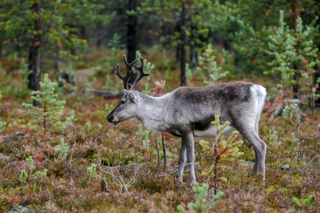 The Saami are reindeer experts due to years of traditional ecological knowledge.