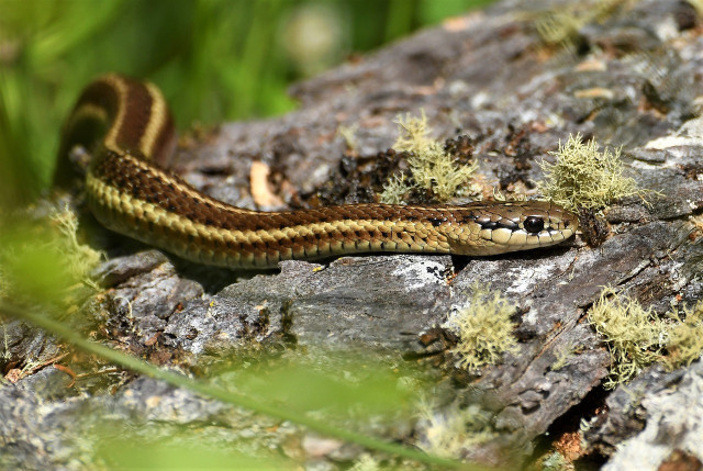 Interestingly, garter snakes also choose to hibernate in large groups and can be found with up to 8,000 snakes together in one den.