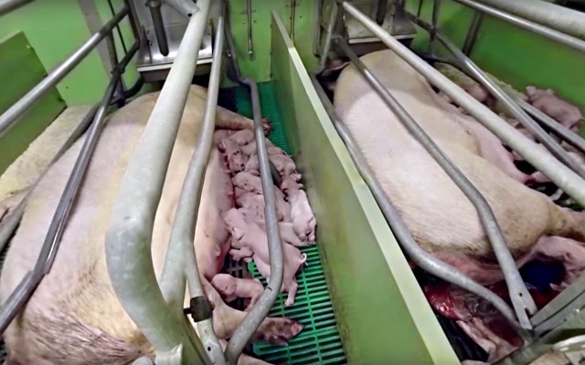 factory farming - meat consumption
