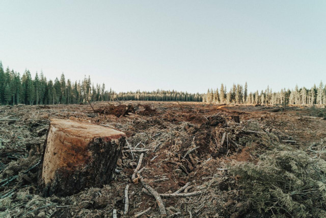 Reducing consumption reducing the demand for resources that causes deforestation.