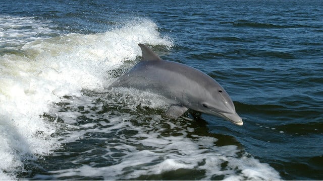 There have been changes to labelling standards for "dolphin-safe" products.
