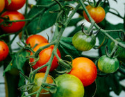 best fertilizer for tomatoes