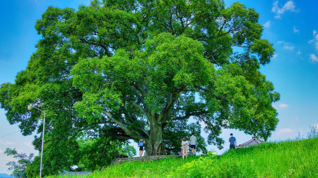 The hackberry is a fast-growing shade tree that doesn't require watering.