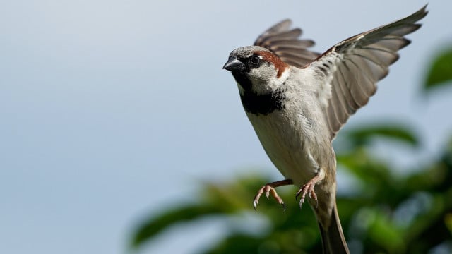 Bird flying into window how to keep birds safe tips and tricks