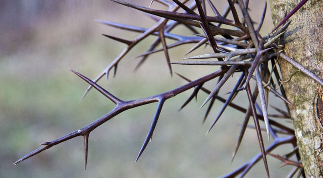 The honey locust tree is known for its distinct thorns that grow from its bark.