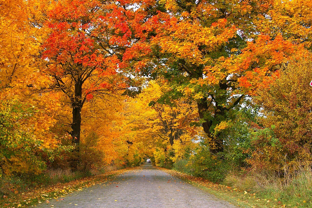 The red maple provides brilliant colors in the fall and plentiful shade in the summer.