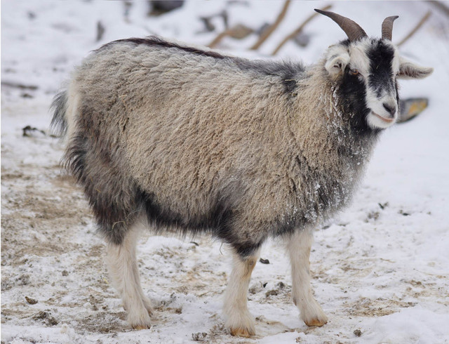 Cashmere Wool comes from Cashmere Goats